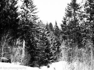 20180101-P1010149 20180101-P1010149