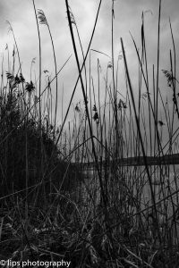 D75_5303 D75_5303