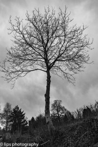 D75_5305 D75_5305