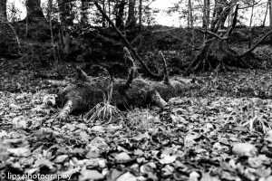 D75_7525 D75_7525